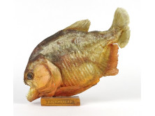 Preparált venezuelai egész piranha haltrófea 20 cm