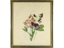 Pierre Joseph Redouté : Botanikai illusztráció 33.5 x 30 cm