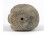 Közép-amerikai Olmék kerámia fej "Olmék óriásarc" 10.5 cm