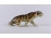 Royal Dux porcelán tigris szobor 19 cm
