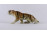 Royal Dux porcelán tigris szobor 19 cm