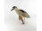 Antik Vakvarjú - Bakcsó - Nycticorax nycticorax vadász madár preparátum 